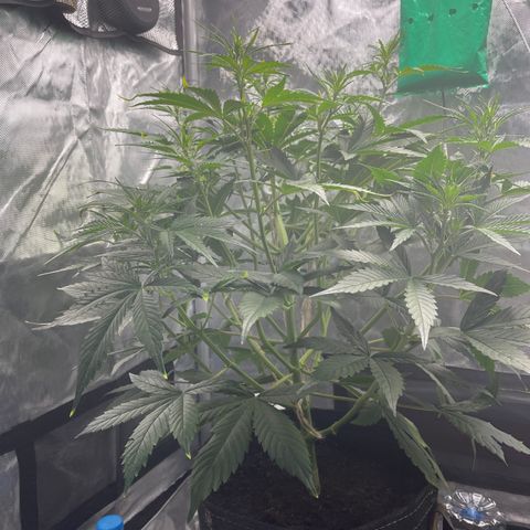 Swift Cheese growlog timeline photo