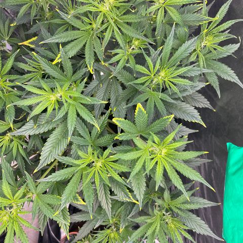 Swift Cheese growlog timeline photo