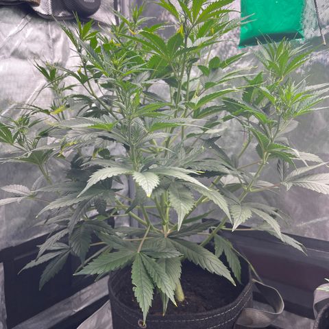 Swift Cheese growlog timeline photo