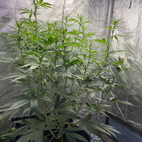 Swift Cheese growlog timeline photo
