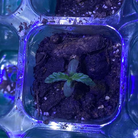 Pants growlog timeline photo