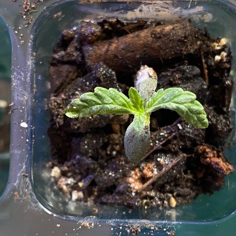 Pants growlog timeline photo