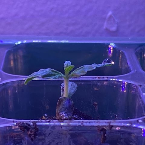 Pants growlog timeline photo