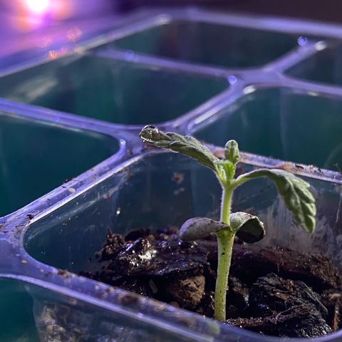 Pants growlog timeline photo