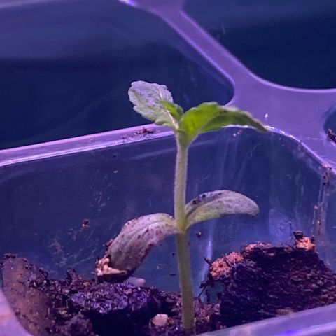 Pants growlog timeline photo