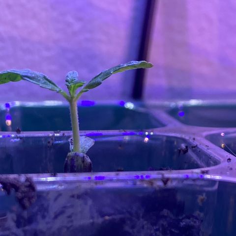 Pants growlog timeline photo