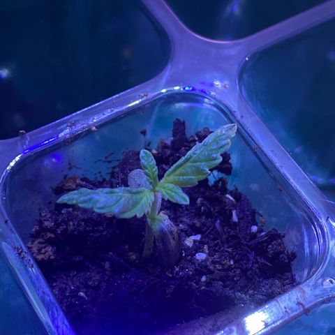 Pants growlog timeline photo