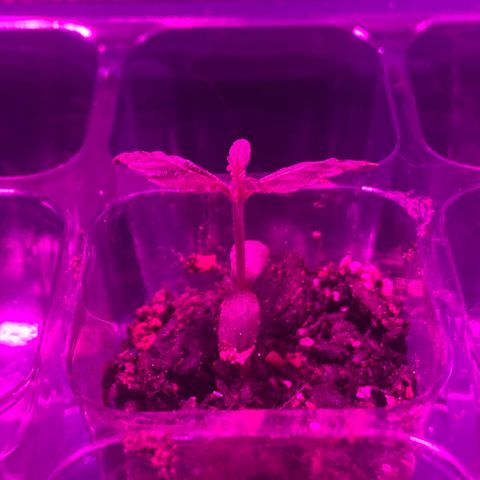 Pants growlog timeline photo