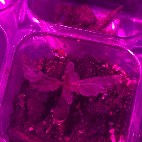 Pants growlog photo: I did a stupid shit changing the light for a single day and shew grew too much on the stem! ☹️