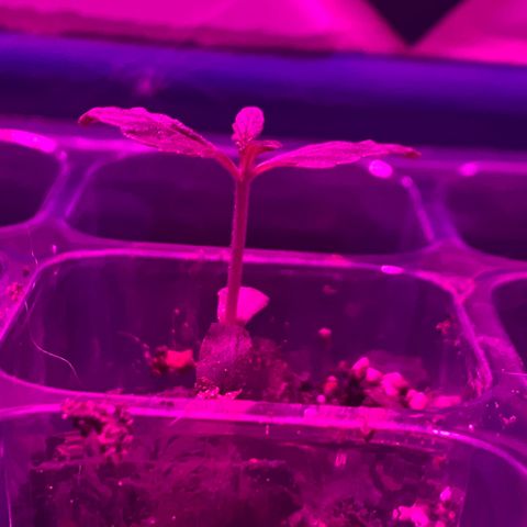 Pants growlog photo: I did a stupid shit changing the light for a single day and shew grew too much on the stem! ☹️