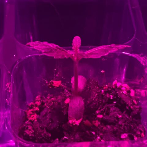 Pants growlog photo: I did a stupid shit changing the light for a single day and shew grew too much on the stem! ☹️