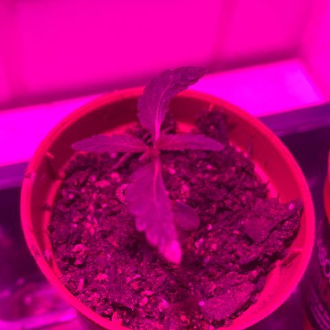 Pants growlog timeline photo