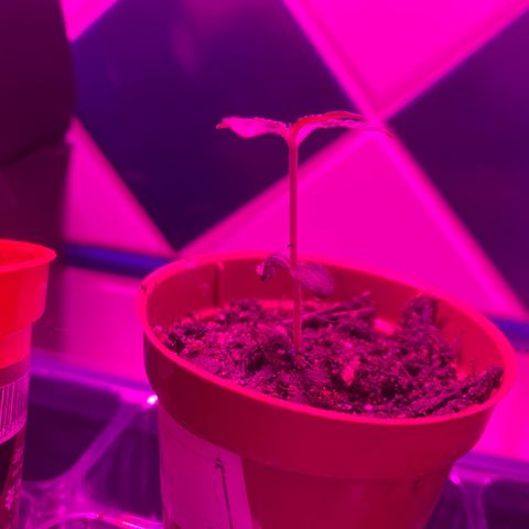 Pants growlog timeline photo