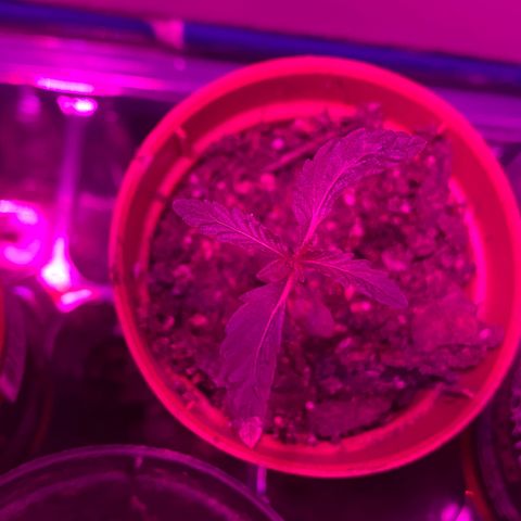 Pants growlog timeline photo