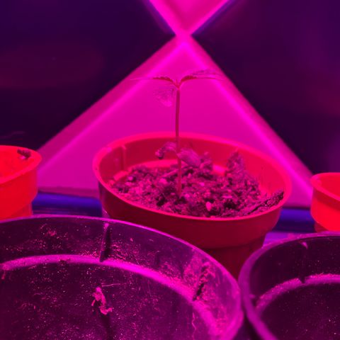 Pants growlog timeline photo