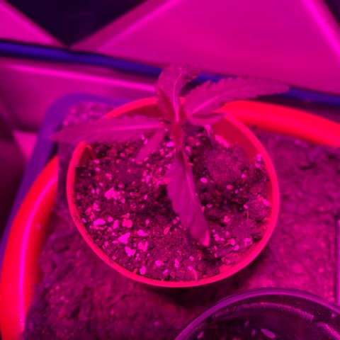 Pants growlog timeline photo