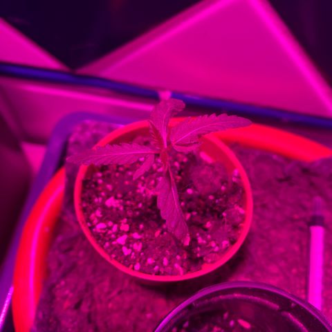 Pants growlog timeline photo