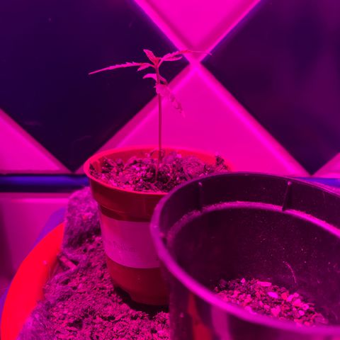 Pants growlog timeline photo