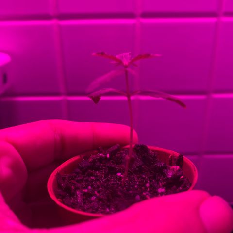 Pants growlog timeline photo