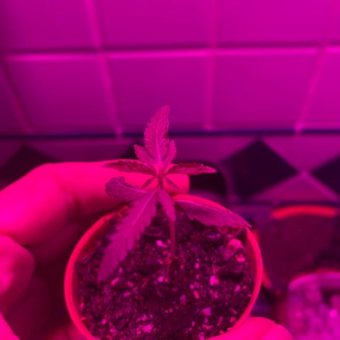 Pants growlog timeline photo