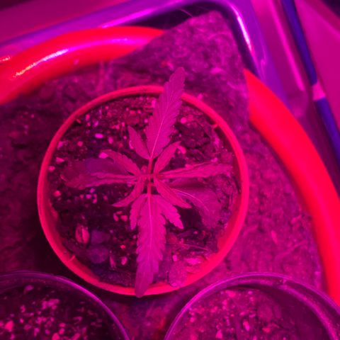 Pants growlog timeline photo
