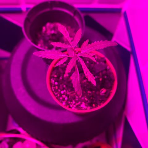 Pants growlog timeline photo