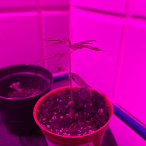 Pants growlog timeline photo