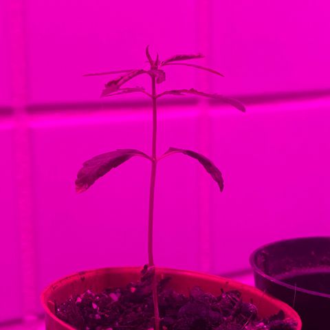 Pants growlog timeline photo