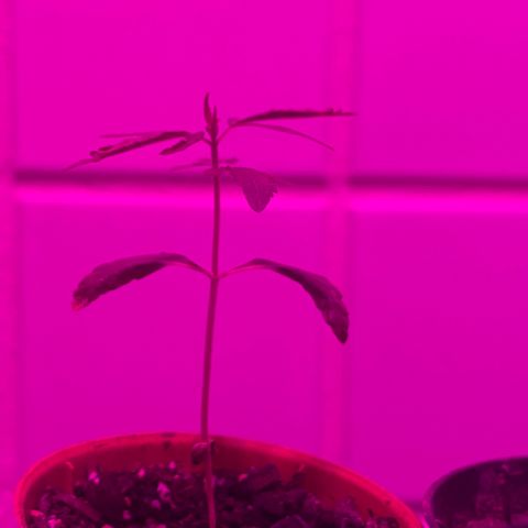Pants growlog timeline photo