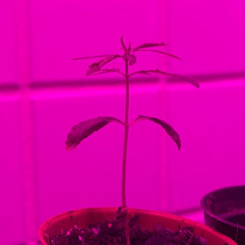 Pants growlog timeline photo