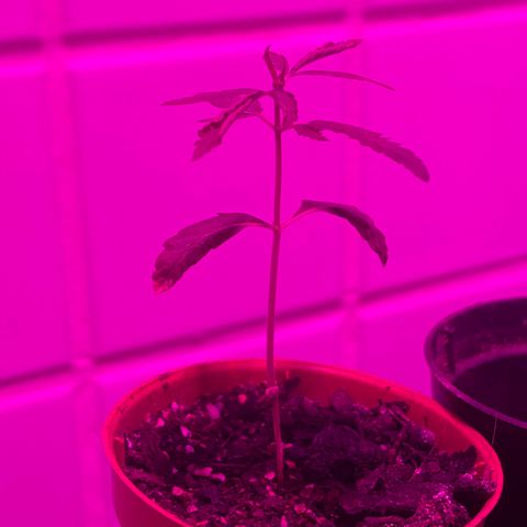 Pants growlog timeline photo