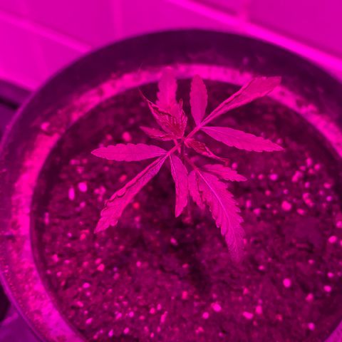Pants growlog timeline photo