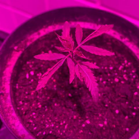 Pants growlog timeline photo