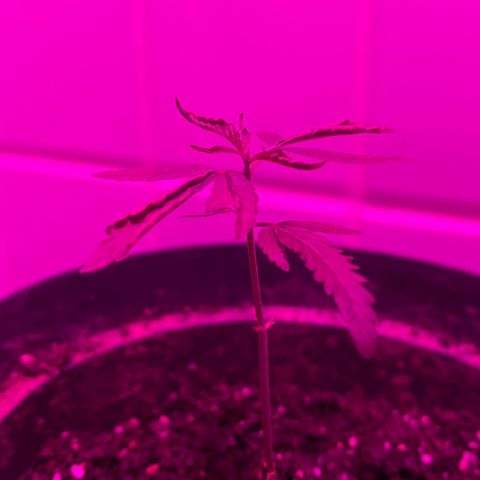 Pants growlog timeline photo