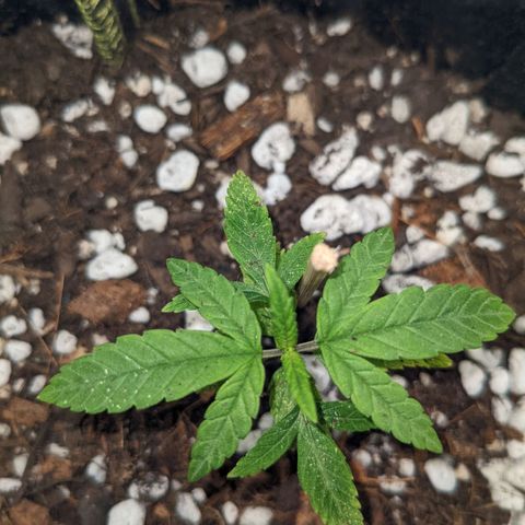 biscotti bag seed  growlog timeline photo