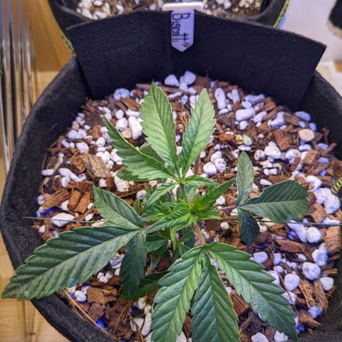 biscotti bag seed  growlog timeline photo