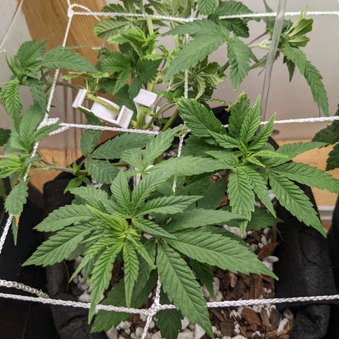 biscotti bag seed  growlog timeline photo