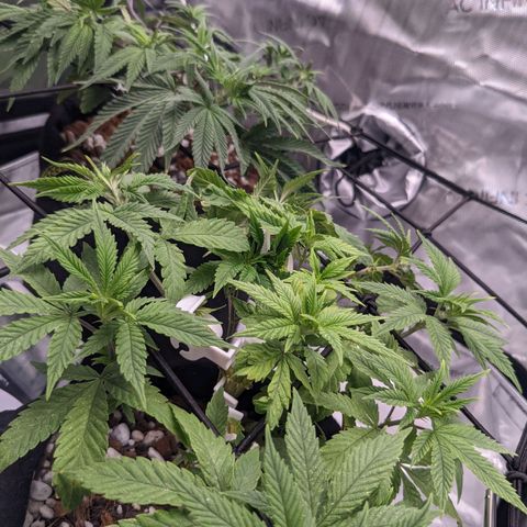 biscotti bag seed  growlog timeline photo