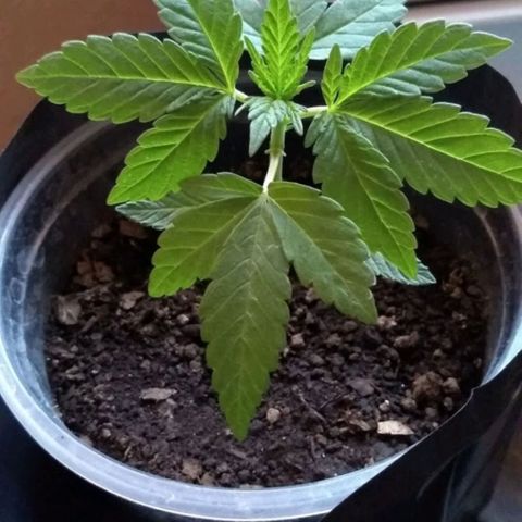 Regular Strain #1 growlog timeline photo