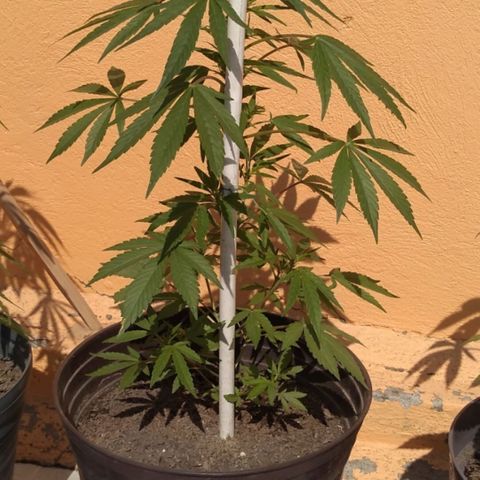 Regular Strain #1 growlog timeline photo