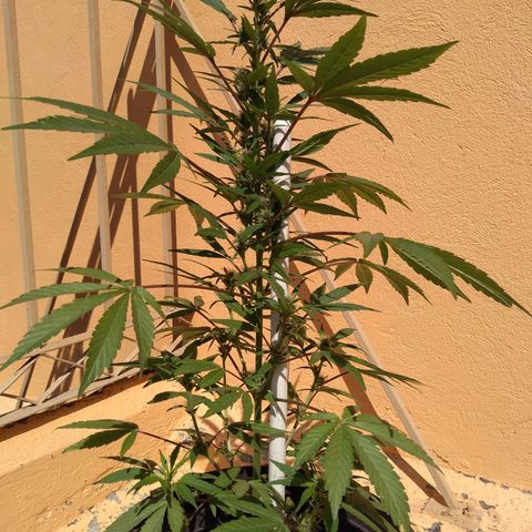 Regular Strain #1 growlog timeline photo