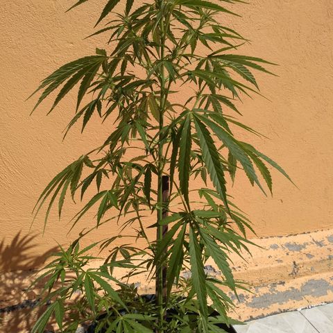 Regular Strain #1 growlog timeline photo