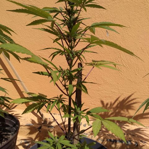 Regular Strain #1 growlog timeline photo