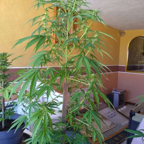 Regular Strain #1 growlog timeline photo