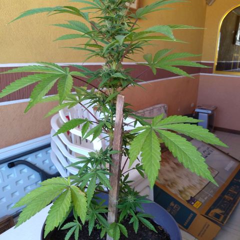 Regular Strain #1 growlog timeline photo