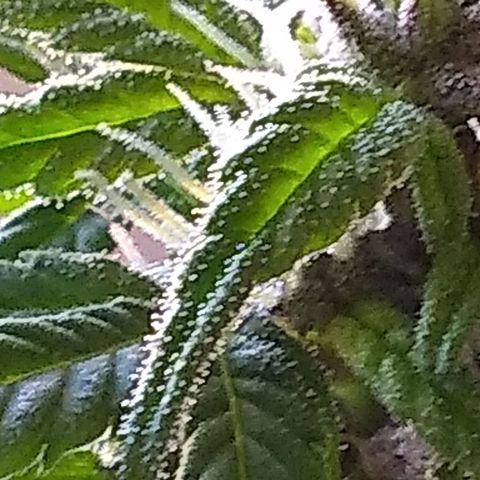 Regular Strain #1 growlog timeline photo