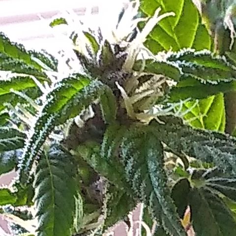 Regular Strain #1 growlog timeline photo