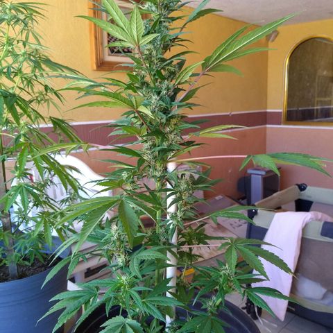 Regular Strain #1 growlog timeline photo