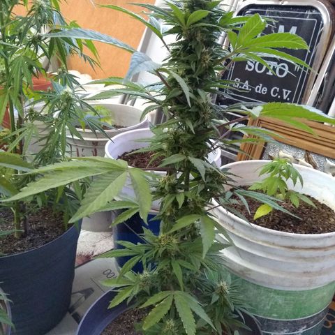 Regular Strain #1 growlog timeline photo
