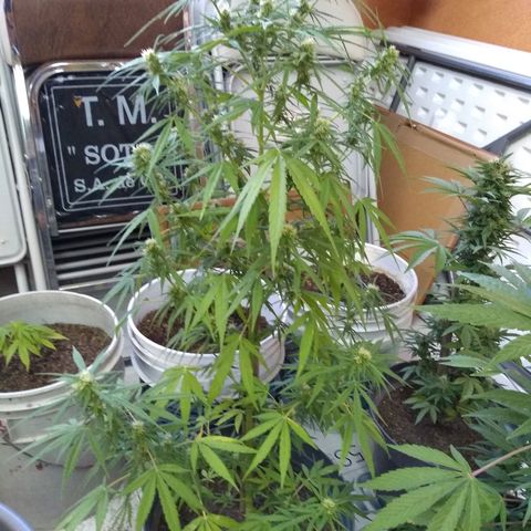 Regular Strain #1 growlog timeline photo